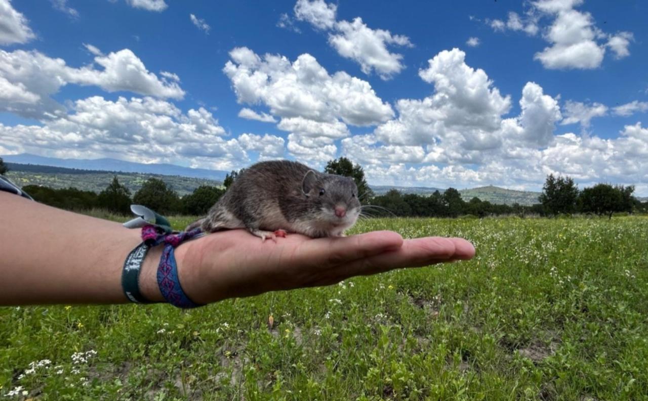 Estudian investigadores de la Estación Científica La Malinche adaptación exitosa del ratón espinoso mexicano